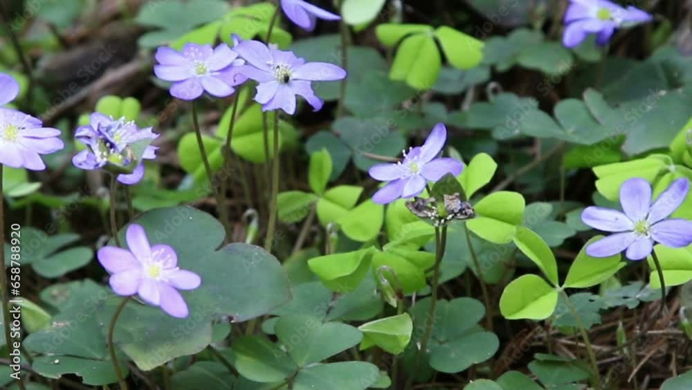 Sticker Purple spring flowers - Periwinkle (lat. Vinca minor), blossoming in early spring.