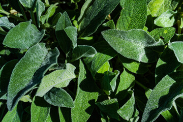 Close up of green leaves of sage herb