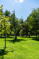 Fototapeta na wymiar Autumnal park with trees and grass