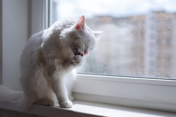 Cat grooming himself cleaning his fur while resting on window sill. Dirty window on background....