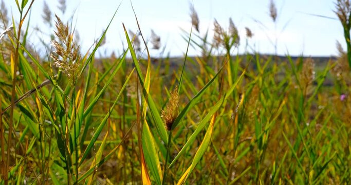 Wind moving golden Johnson grass