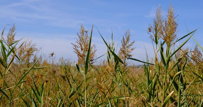 Wind moving golden Johnson grass