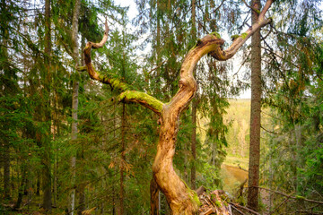 Fototapeta premium Gauja National Park, Sietiniezis. A typical shaped tree.