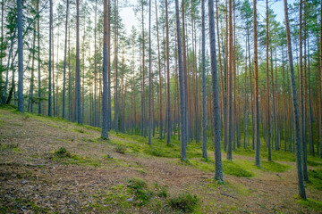 Beautiful deep forest scene. Light beam in woodland. Forest wood background