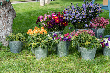 Seasonal autumnal flowers