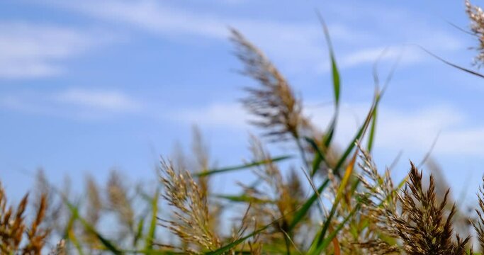 Wind moving golden Johnson grass