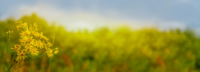 Close-up of yellow wild flowers on blurred background, banner. Selective focus.