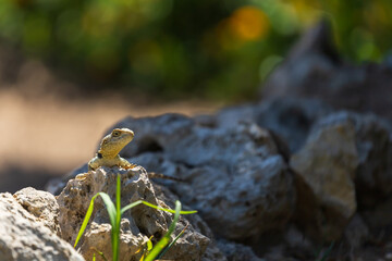 A large wild lizard on a rock.