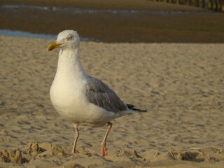 Möwe am Strand 