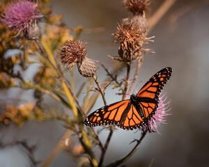 Beautiful Butterfly Fluttering on Wildflower