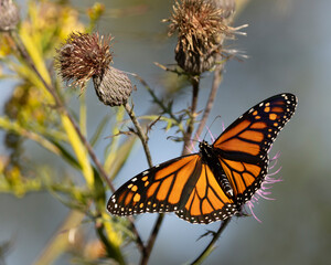 Beautiful Butterfly Fluttering on Wildflower