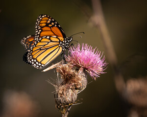 Beautiful Butterfly Fluttering on Wildflower