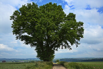 Giant oak tree at Vlasim ,Czech Republic, Europe
