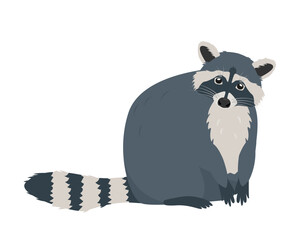 Sitting Raccoon animal. Wild mammal forest animal with striped fluffy tail. Nature Vector icon illustration isolated on white background.