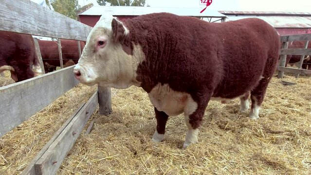 Closeup of a brown and white Polled Hereford bull penned in a corral during an exhibition. 4K footage
