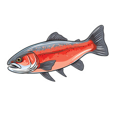Hand Drawn Flat Color Arctic Char Fish Illustration