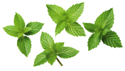 Fresh green mint leaves, twigs, and tips in a variety of poses isolated on transparent background, PNG design components for use in the kitchen, for a cocktail, for a cup of tea, or for essential oil.
