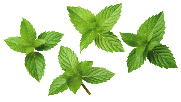 Fresh green mint leaves, twigs, and tips in a variety of poses isolated on transparent background, PNG design components for use in the kitchen, for a cocktail, for a cup of tea, or for essential oil.