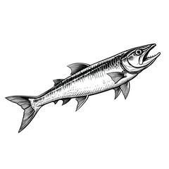 Hand Drawn Sketch Barracuda Fish Illustration
