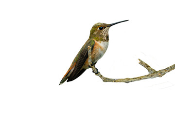 Rufous Hummingbird (Selasphorus rufus) Photo, Perched on a Transparent Background