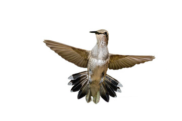 Black-chinned Hummingbird (Archilochus alexandri) Photo, in Flight Full Frontal,,  Against a Transparent Background - 658799101