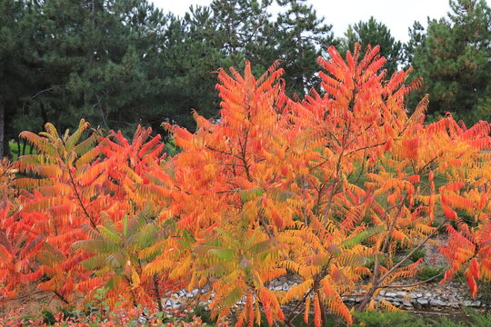 Sumac tree branch with red yellow leaves on autumn day. Sumah is beautiful ornamental tree or bush with red leaves in fall.