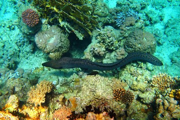 Grey spotted moray eel swimming on the coral reef.  Animal in the ocean, corals and fish....