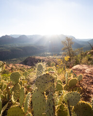 Cactus in the Desert in Sedona, Arizona at Sunrise