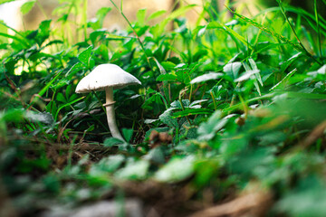 Champignon blanc lépiote pudique ou lisse
