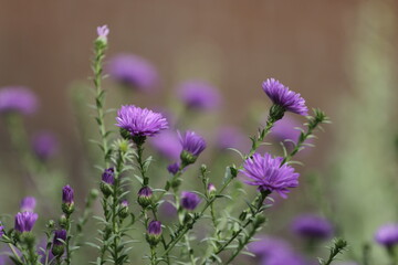 flowers on the street 
