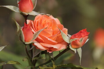On the street in the heat, this rose will touch the white shining sun quietly, and they will pass by those who will hardly ever be able to say how beautiful she is in words.