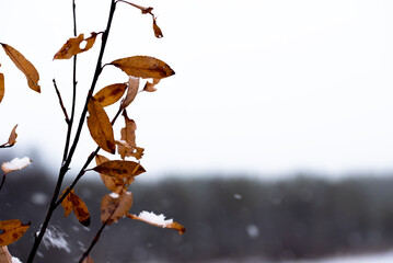 Branch with dry pale orange willow leaves in hoarfrost late fall