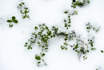 Cowberry green bush under a layer of white snow