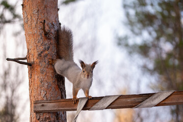 Squirrel sitting on the tree on the tree in forest or park. Sciurus vulgaris.