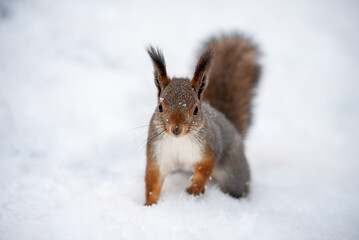 Naklejka na ściany i meble Squirrel sitting on the white snow background in winter grey fur