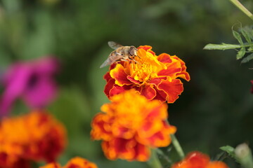 bee on flower