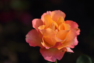 orange rose flower