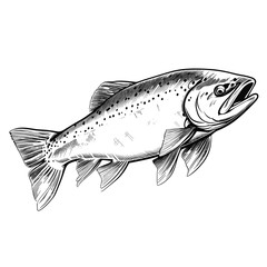 Hand Drawn Sketch Trout Fish Illustration
