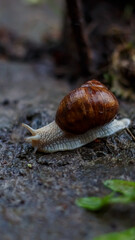 A big snail crawls in the rain