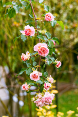 Roses at garden - różowe róże © Daniel