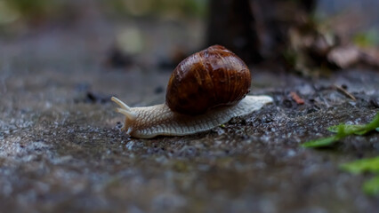 A big snail crawls in the rain