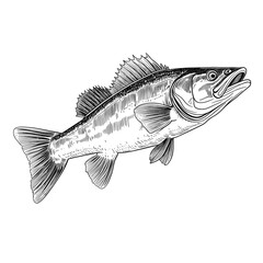 Hand Drawn Sketch Walleye Fish Illustration
