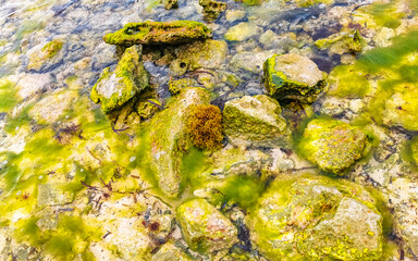 Stones rocks corals turquoise green blue water on beach Mexico.