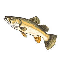 Hand Drawn Flat Color Walleye Fish Illustration