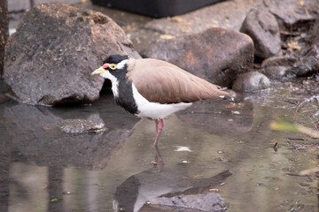 the lapwing has a black cap and broad white eye-stripe, with a yellow eye-ring and bill and a small red wattle over the bill. The legs are pinkish-grey.