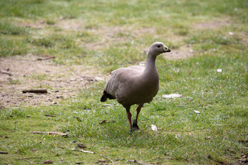 The Cape Barren Goose is a very large, pale grey goose with a relatively small head. It has rows of large dark spots in lines across the shoulders and wings.