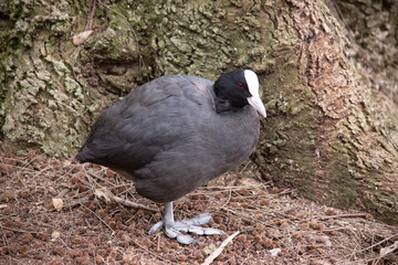The Eurasian coot is a black sea bird with a white frontal shield