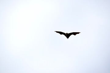 Bats are the only mammals that can fly. Instead of arms or hands, they have wings. The wings have a bone structure similar to the human hand