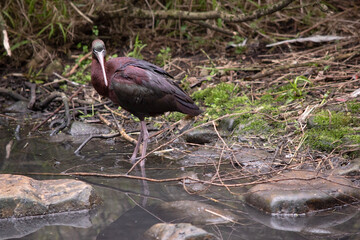 The glossy ibis neck is reddish-brown and the body is a bronze-brown with a metallic iridescent sheen on the wings.