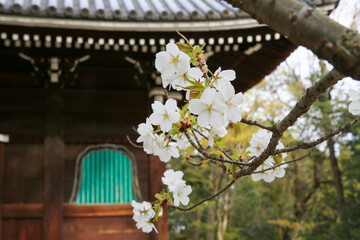 Fototapeta na wymiar 仁和寺境内に咲く桜